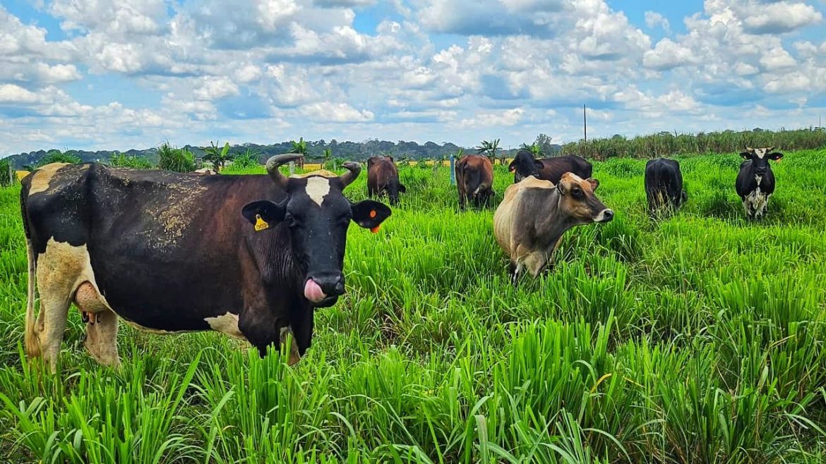 governo-de-ro-fortalece-a-pecuaria-leiteira-com-acoes-de-consultoria-tecnica-e-gerencial-em-todo-o-estado