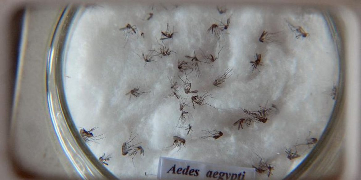 pesquisa-construct-butantan-padroniza-nomenclatura-de-virus-da-dengue