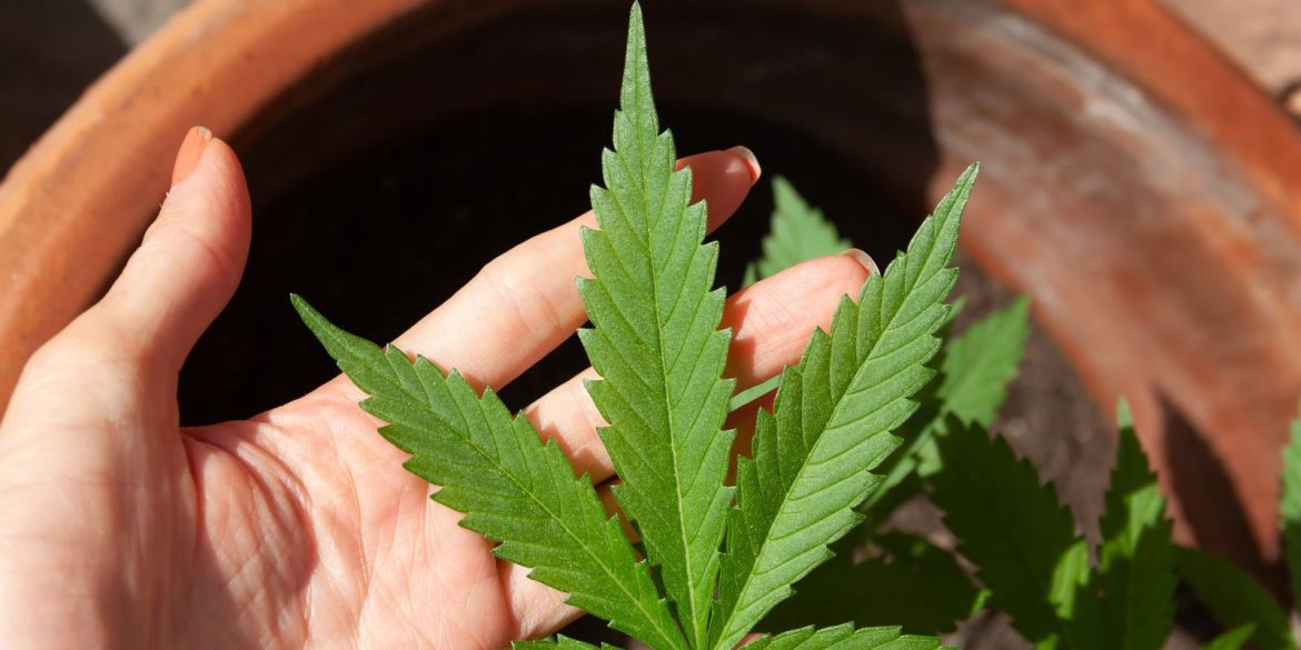 anvisa-discute-nesta-quarta-regras-para-a-producao-de-hashish-no-pais
