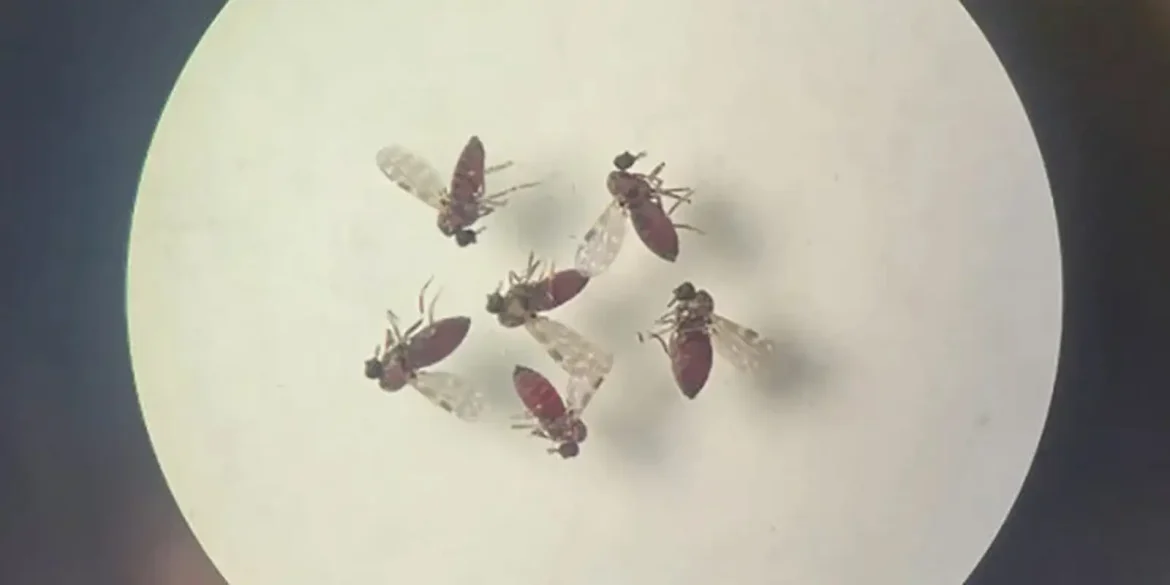 estudo-explica-diferenca-de-sintomas-entre-febre-gather-oropouche-e-dengue