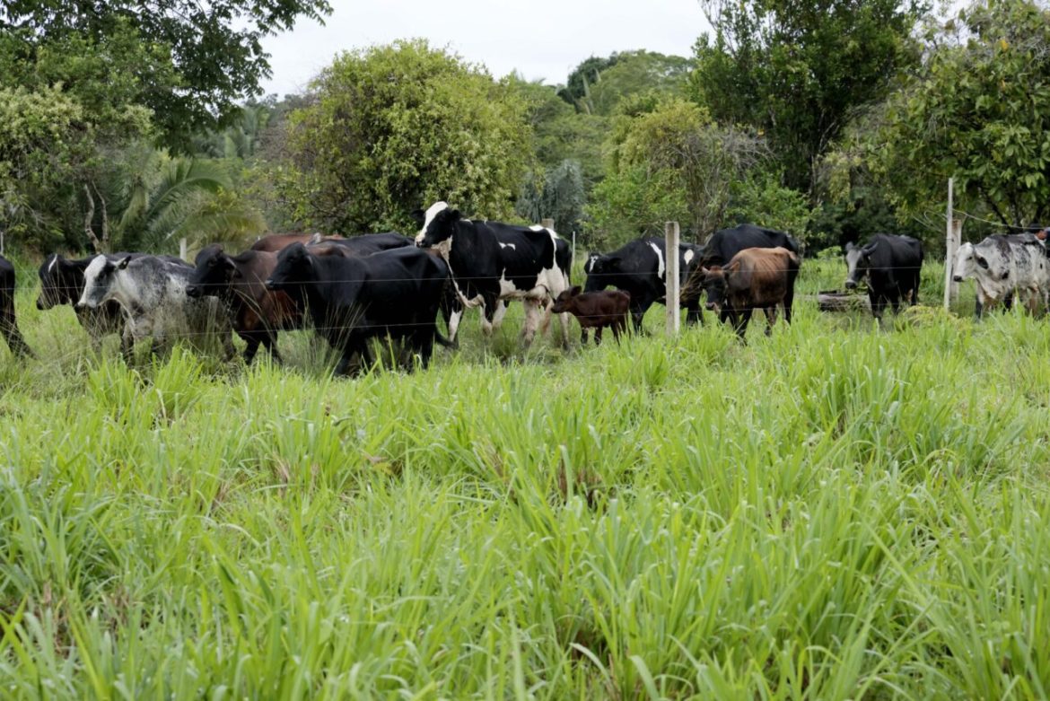 programa-estadual-fortalece-pecuaria-leiteira-e-aumenta-produtividade-na-agricultura-familiar-em-rondonia