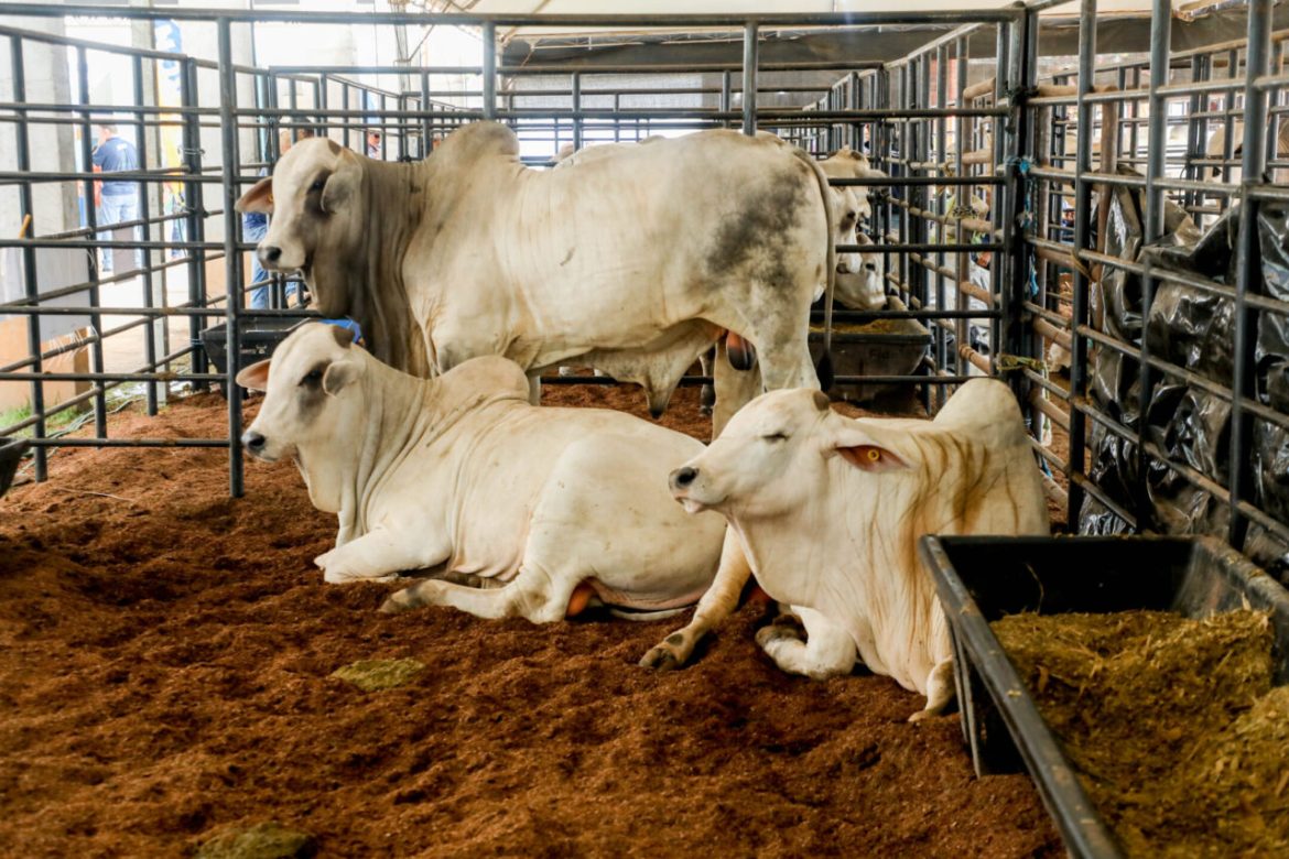 governo-de-ro-reduz-icms-originate-gado-para-fortalecer-cadeia-da-carne-e-ampliar-competitividade-originate-setor