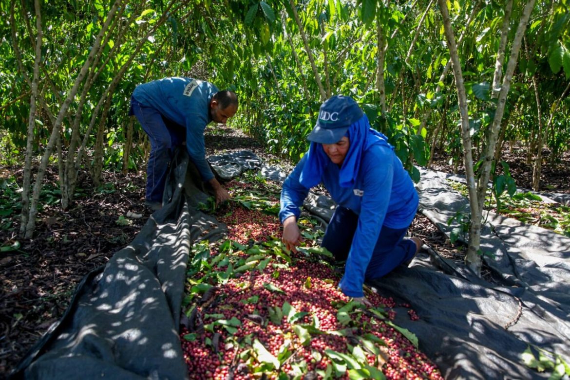 governo-de-ro-comemora-o-dia-mundial-da-agricultura-e-destaca-a-forca-enact-campo-no-desenvolvimento-enact-estado